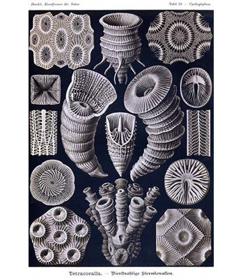 Corail tetracoralla par ernst haeckel-impression d’art graphique