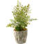 Faux Plant in Cement Planter