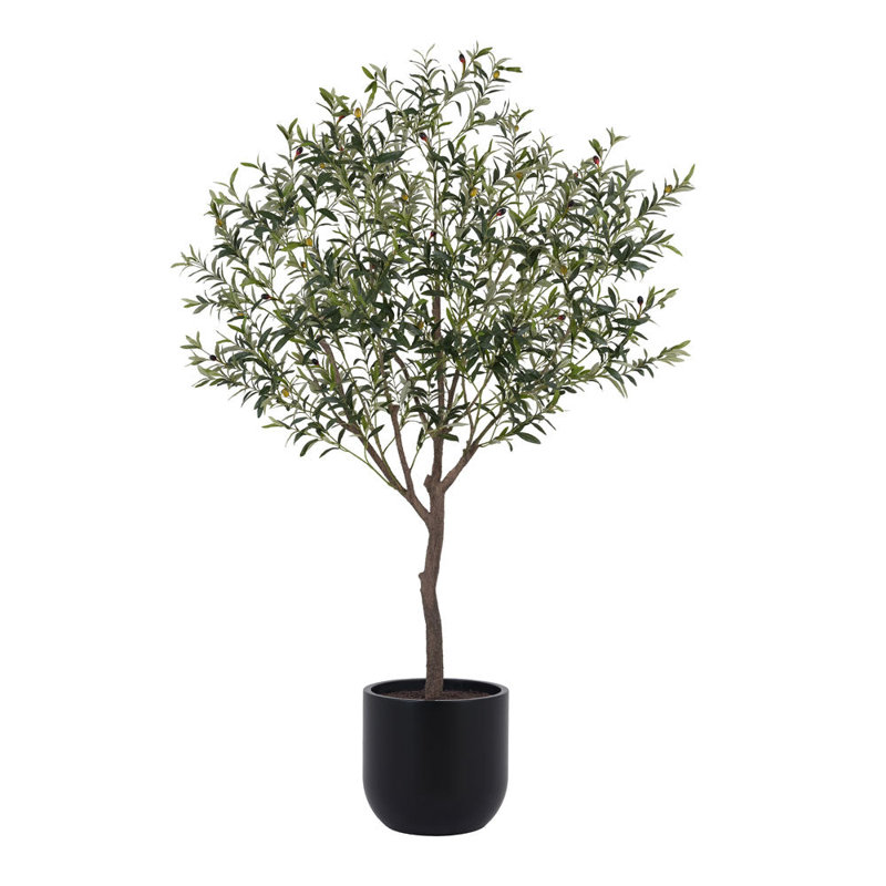 6.5FT OLIVE TREE, POTTED