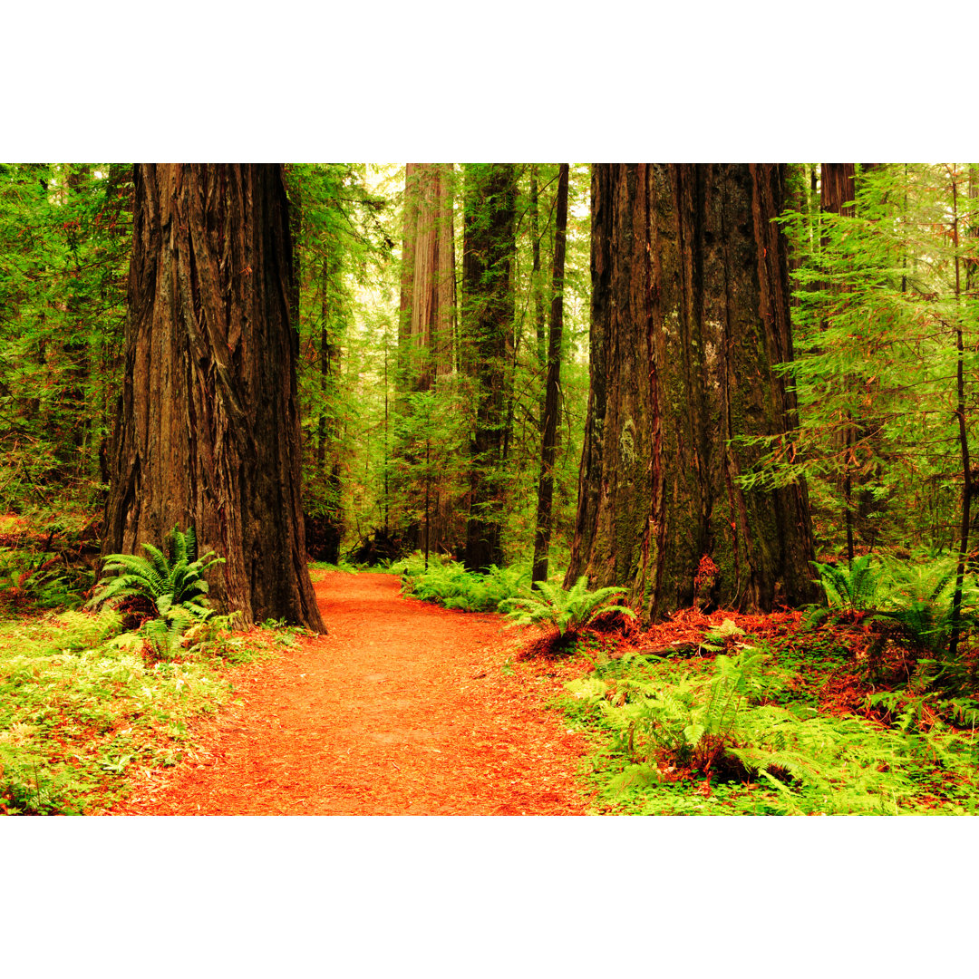 Wanderweg in den Muir Woods von Ericfoltz - Druck auf Leinwand ohne Rahmen