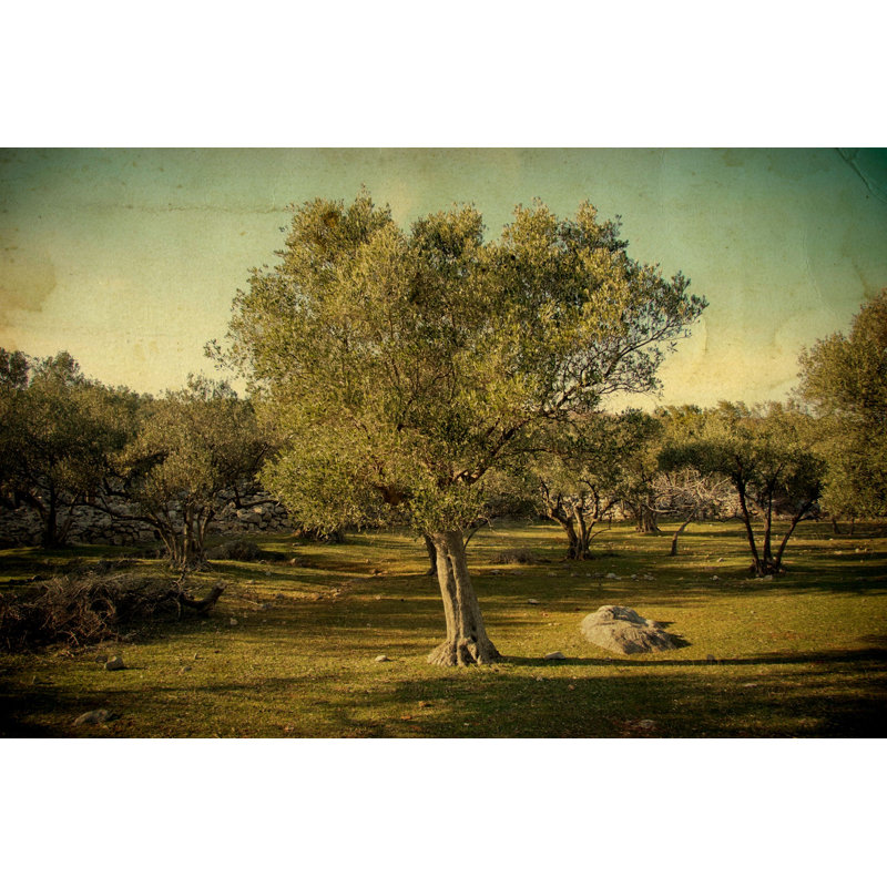 Olive - photographie sur toile tendue, H 8 po x l 12 po