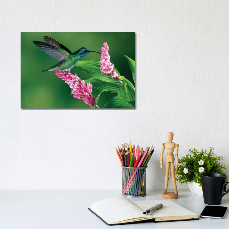 Ear Hummingbird Feeding At And Pollinating Epiphytic Orchid, Costa Rica by Michael & Patricia Fogden - Wrapped Canvas Gallery-Wrapped Canvas Giclée