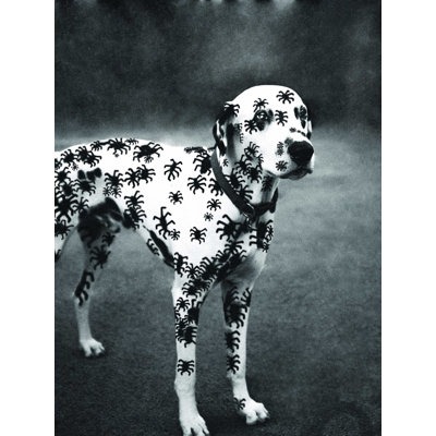 " Spider Dalmatian "