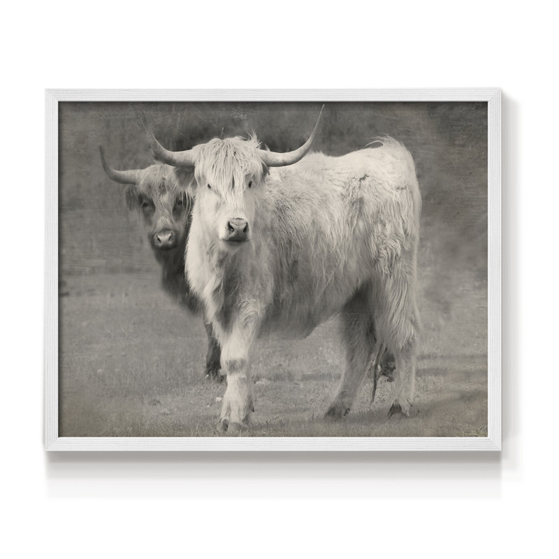 Highland Cattle Inseparable -Framed Print - Restickable, 16" H x 20" W, White