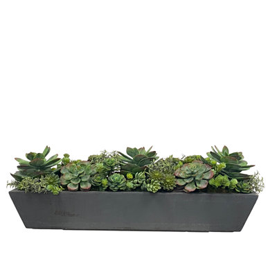 Succulents Mix In Long Pot