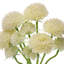 Ensemble de 14 po Scabiosa-1510372599