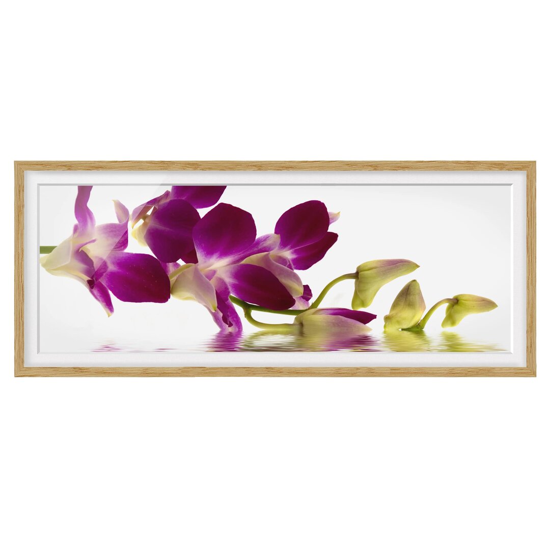 Gerahmtes Poster Pink Orchid Waters