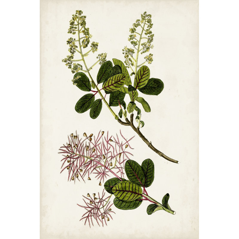 Antique Botanical Study II - Painting, 91 cm H x 61 cm W, Black Floater Framed