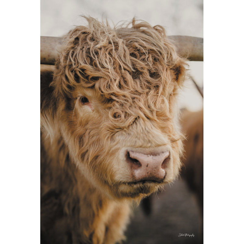 «Handsome Bull» par Dakota Diener, H 48 po x l 32 po