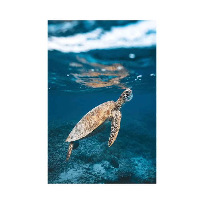 «Great Barrier Reef Turtle» sous l'eau par James Vodicka - reproduction, H 40 po x l 26 po x P 1,5 po, Aucun mat