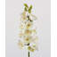 Cream Cymbidium Orchid 33"-1398070699