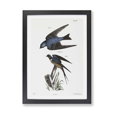 Barn Swallow & White-Bellied Swallow by J.E. De Kay - Wall Art
