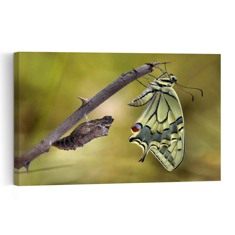 Butterfly Metamorphosis Delicate Contemporary Butterfly Nature Wildlife Wall Art Print 1 Piece Wrapped Canvas Wall Art