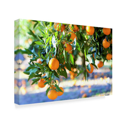 Yareny 'Citrus Oranges' Photographic Print on Wrapped Canvas