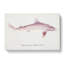 Illustration of a Requiem Shark by F.E. Clarke - Wrapped Canvas-55359807