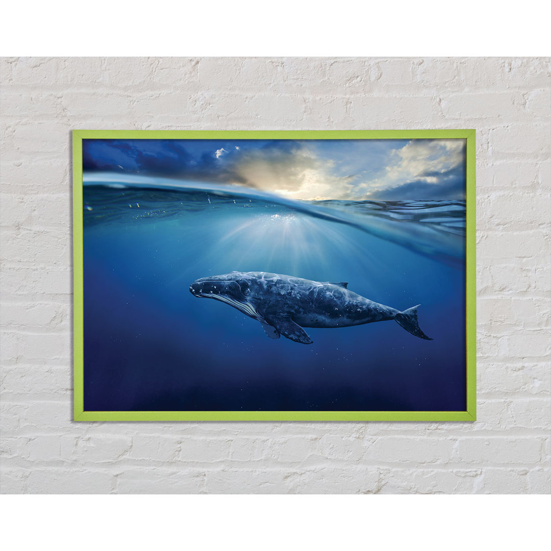 Gerahmtes Poster Ocean Whale