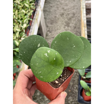 Hoya Obovata Splash Variegated, Speckled With Freckles