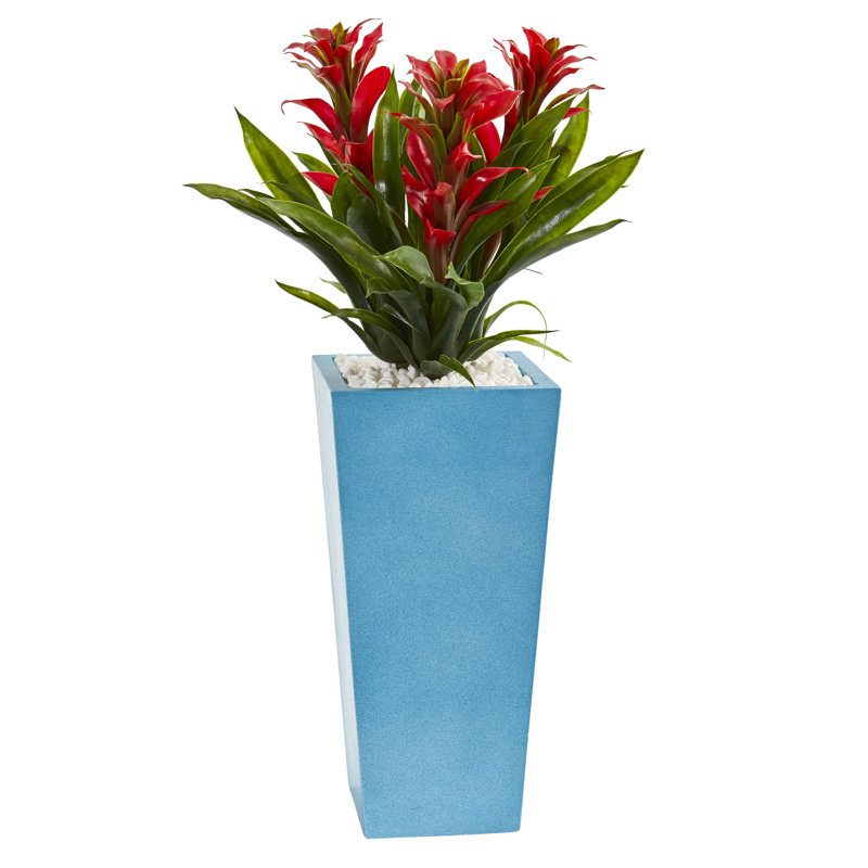 Arrangement floral triple bromeliad en pot, Rouge, Blanc