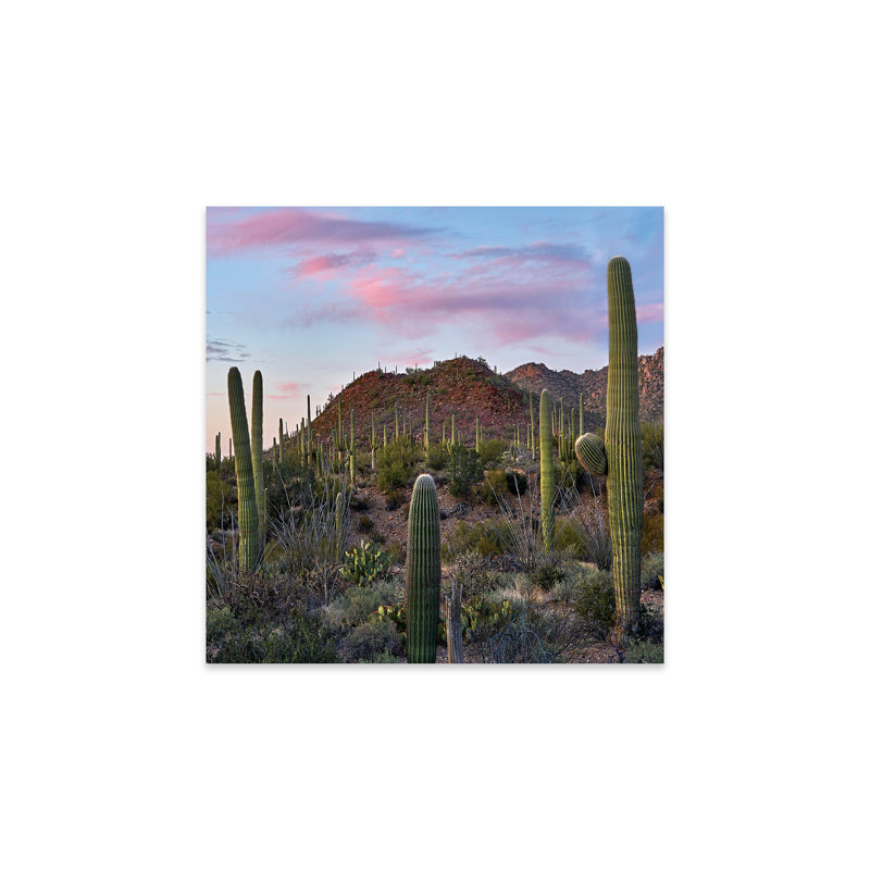 «Kalis Saguaro», Tucson Mts, parc national de Saguaro, Arizona sur plastique / acrylique par Tim Fitzharris