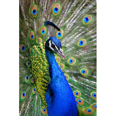 Colourful Peacock - Wrapped Canvas Print