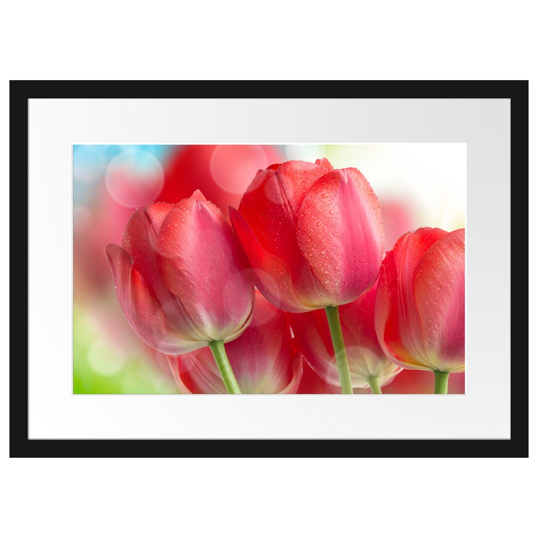 Gerahmtes Poster Rote Tulpen