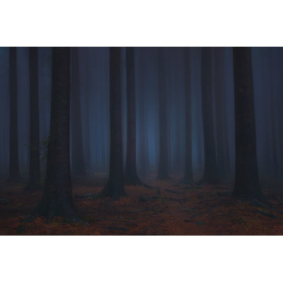 Dark And Scary Fantasy Dreamy Forest by Mimadeo - Wrapped Canvas Print
