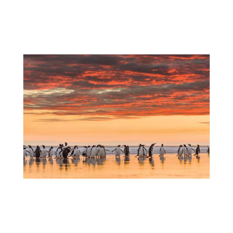 Gentoo Penguin On The Sandy Beach Of Volunteer Point, Falkland Islands by Martin Zwick - Wrapped Canvas Gallery-Wrapped Canvas Giclée