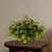 Pothos Ledge Plant Silk Plant