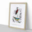 Bird Illustrations PL. 16 by Charles d Orbigny - Framed Print-55457087-55457086