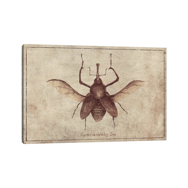 Mkb160-Cyrtotracheulus Dux 2, H 18 po x l 26 po x P 1,5 po