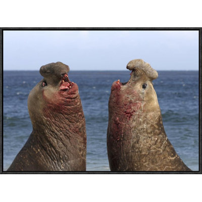 " Southern Elephant Seal Males Competing "
