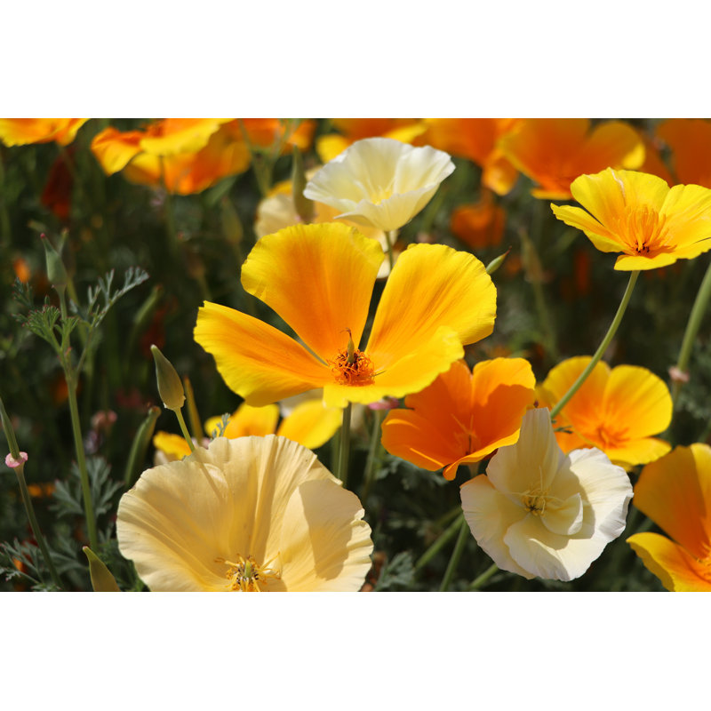 Summer Background by Vaivirga - Wrapped Canvas Print, 30cm H x 46cm W