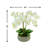 Orchid Arrangement in Planter