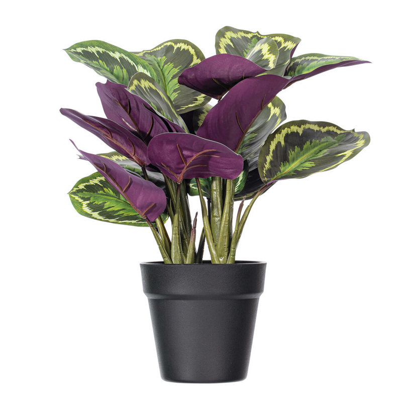16.1 Plante