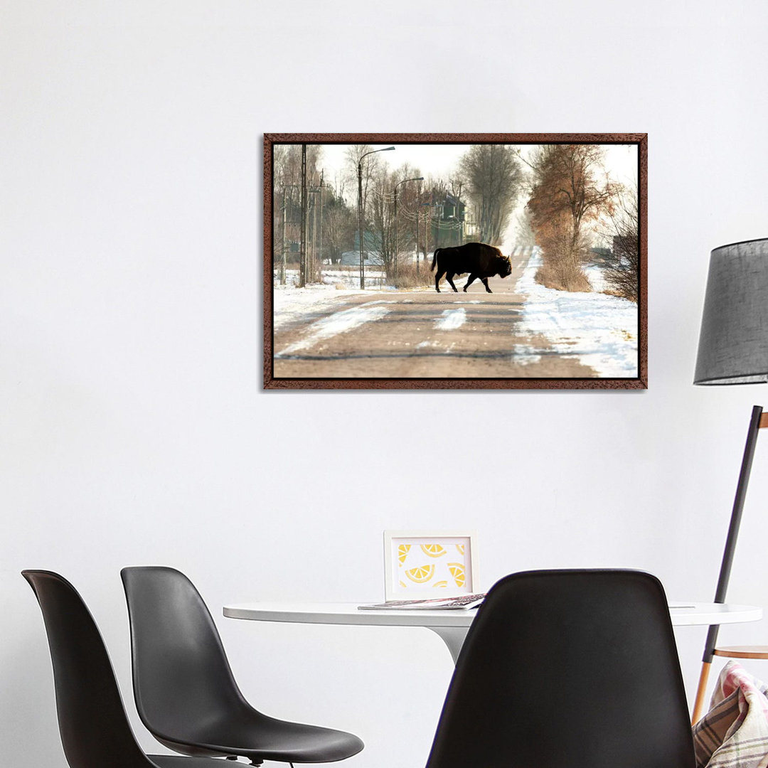 Europa, Polen, Podlaskie,Europäischer Wisent IV von Mikolaj Gospodarek - Galerie- Giclée auf Leinwand