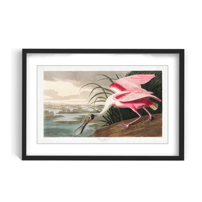 Nature Inspired Roseate Spoonbill From Birds Of America (1827) by John James Audubon
