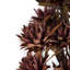 All Natural Plumosum Bundle,  Pre 8"-20" Plumosum Bundle, Preserved-1597968745