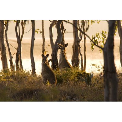 Kangaroos by DJDavis - Wrapped Canvas Print