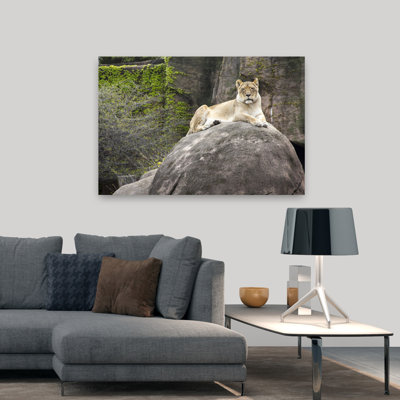 African Lion In Lincoln Park Zoo, Lincoln Park, Chicago, Illinois, Usa Contemporary Architecture Wall Art