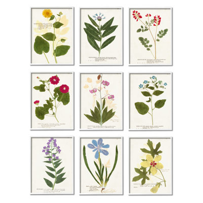 Étude de fleurs latines latines, illustrations vintage, écriture antique, ensemble de 9 giclées, art texturé noir par Vision Studio