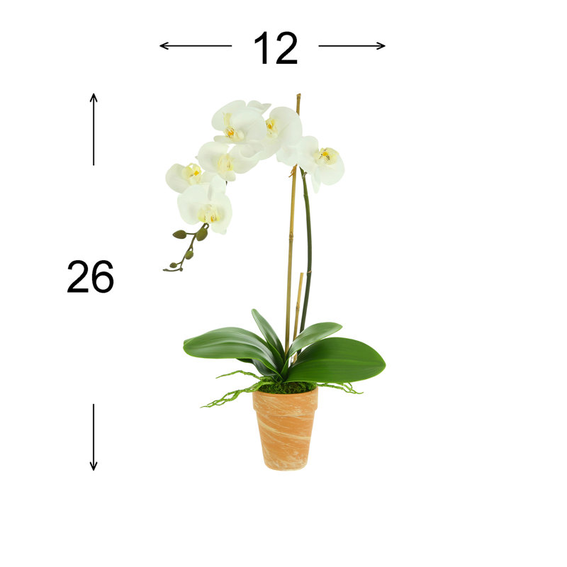 Phalaenopsis Orchid with Bamboo Floral Arrangements in Vase, White