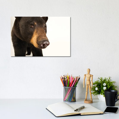 A Louisiana Black Bear At The Caldwell Zoo In Tyler, Texas by Joel Sartore - Gallery-Wrapped Canvas Giclée on Canvas