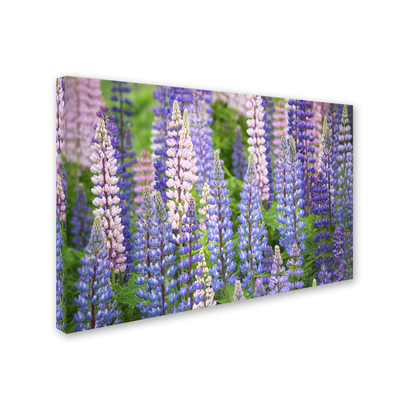 «Blue Pink Lupine Field» par Cora Niele - reproduction de photo sur toile, H 16 po x l 24 po x P 2 po