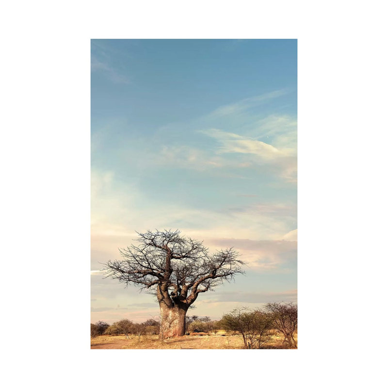 Naye Naye Baobab IV by Klaus Tiedge - Wrapped Canvas Print, 20.32 cm H x 30.48 cm W