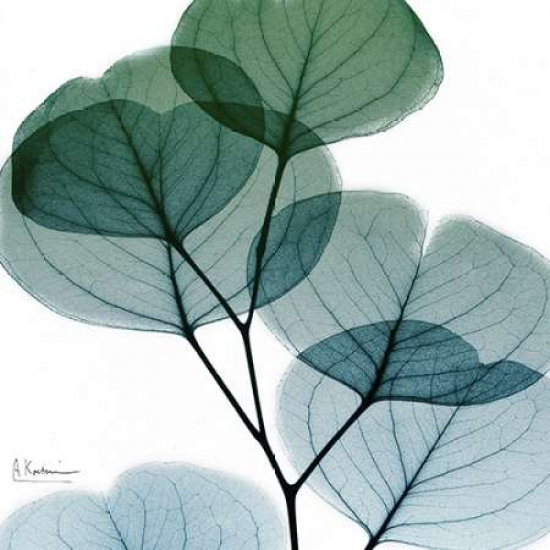 Reproduction d'affiche «Dull Eucalyptus Mate» par Albert Koetsier (24 X 24) # AK7SQ021B