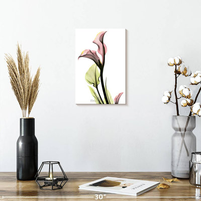Harnek délicat, lis Calla