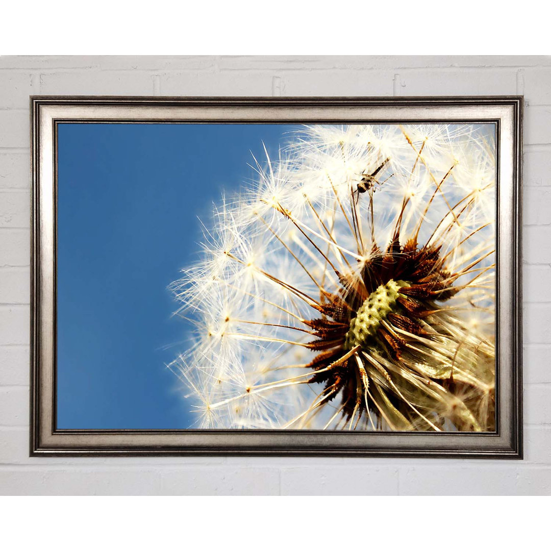 Dandelion Skies - Einzelner Bilderrahmen Kunstdrucke