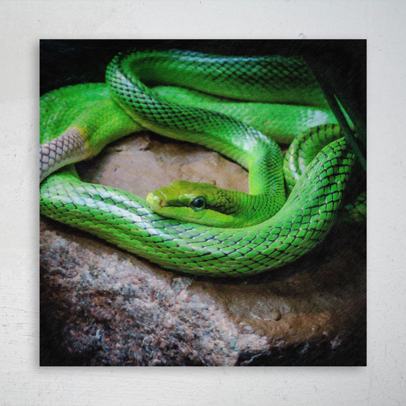 «Green Snake On Stone», reproduction d'art graphique sur toile tendue carrée 1 pièce, H 16 po x l 16 po