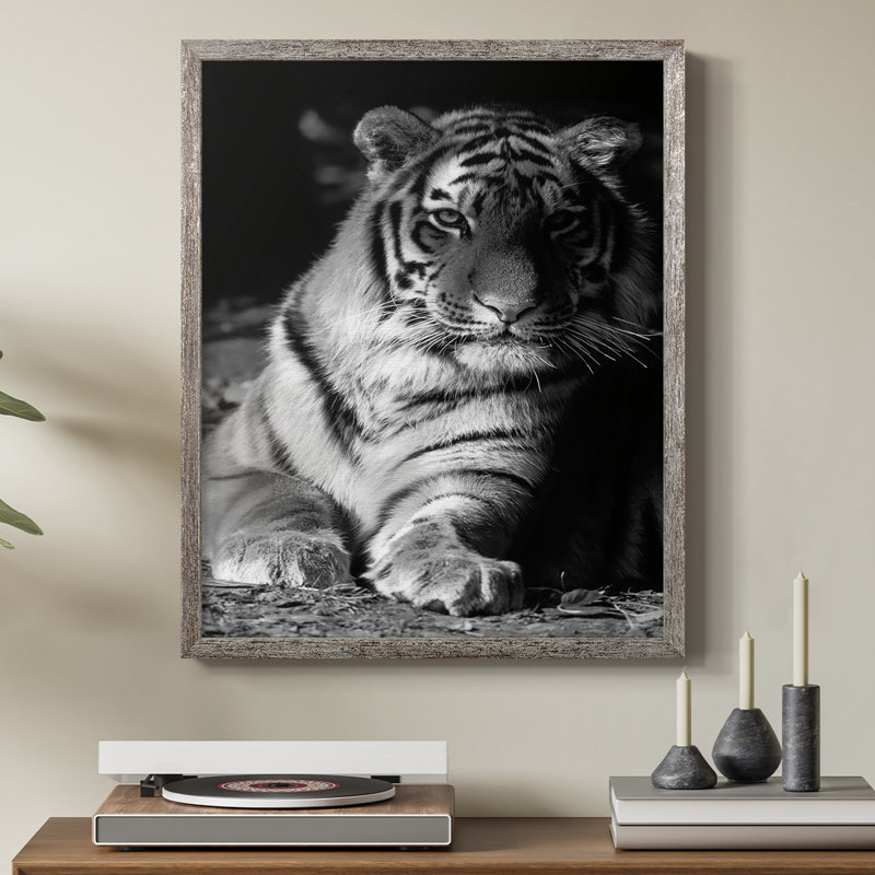 Tiger Repose Framed Print - Solid Wood