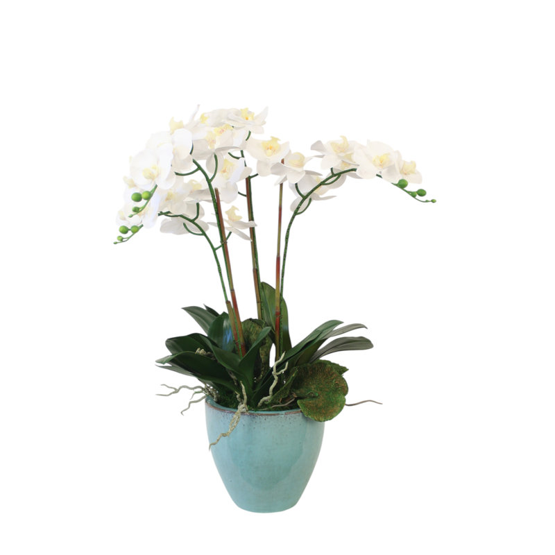 Orchidées phalaenopsis dans un bol bleu